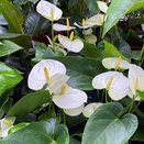 Anthurium 'Karma White'