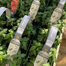 Antirrhinum White 6 pack