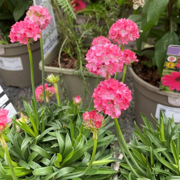 Armeria Dreameria Dreamland