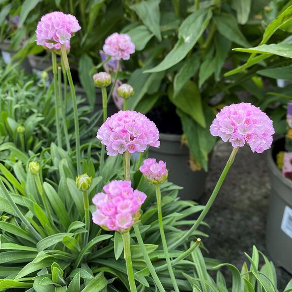 Armeria Dreameria Sweet Dreams