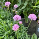 Armeria Dreameria Sweet Dreams