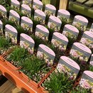 Armeria maritima Armada Pink