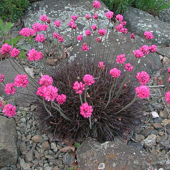 Armeria Maritima Rubifolia