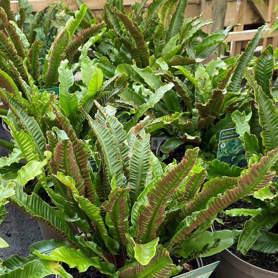 Asplenium scolopendrium