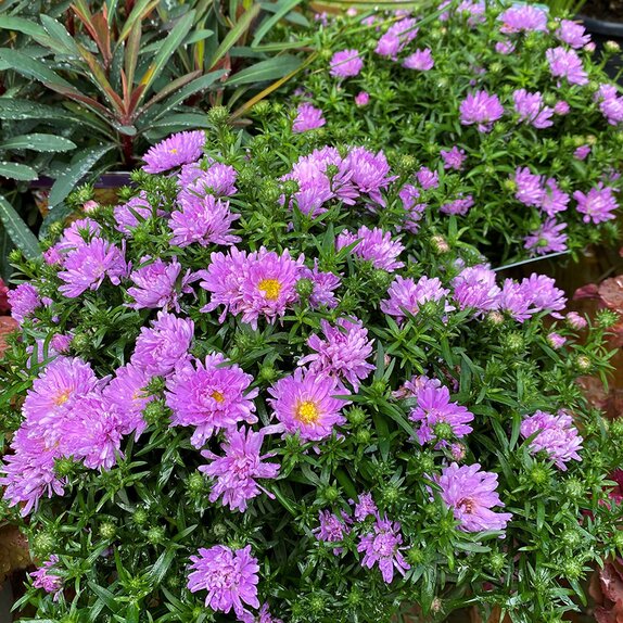 Aster Rose Crystal