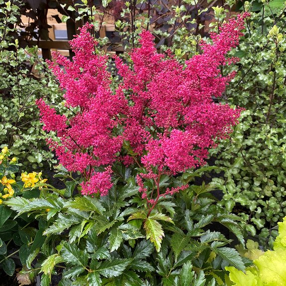 Astilbe Koblenz