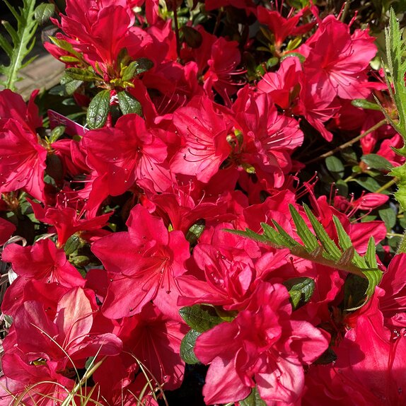 Azalea Evergreen Nico