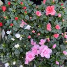 Azalea mixed 10.5cm pot