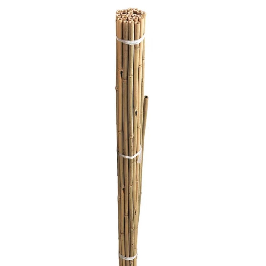 Bamboo Canes 60cm 20pk - Knights Garden Centres