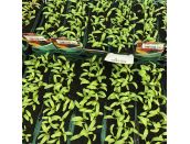 Beetroot Boldor F1 15cm Strip of Seedlings