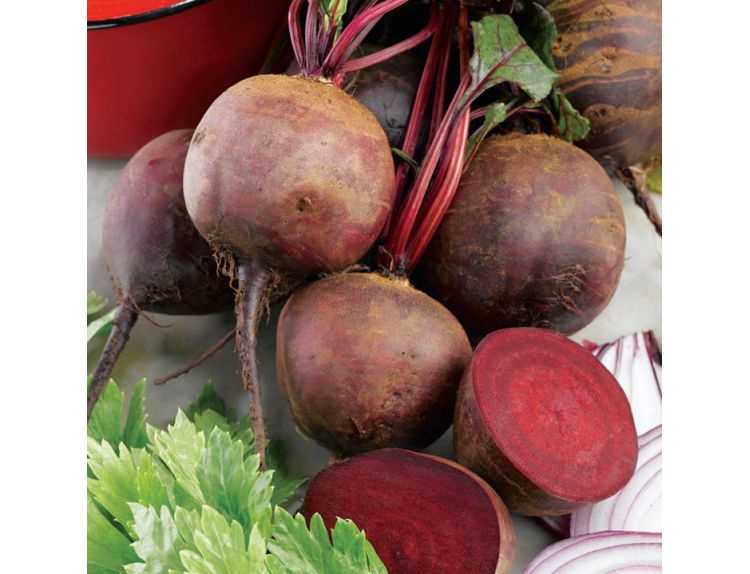 Beetroot Darko 15cm strip of seedlings - image 2