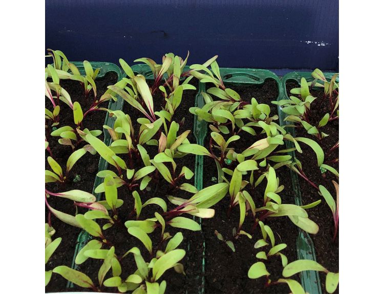 Beetroot Darko 15cm strip of seedlings - image 1