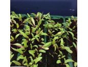 Beetroot Darko 15cm strip of seedlings - image 1