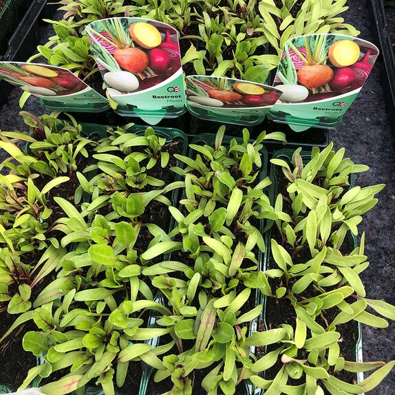 Beetroot Mixed 15cm Strip of Seedlings