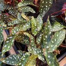 Begonia maculata 'Polka Dot'