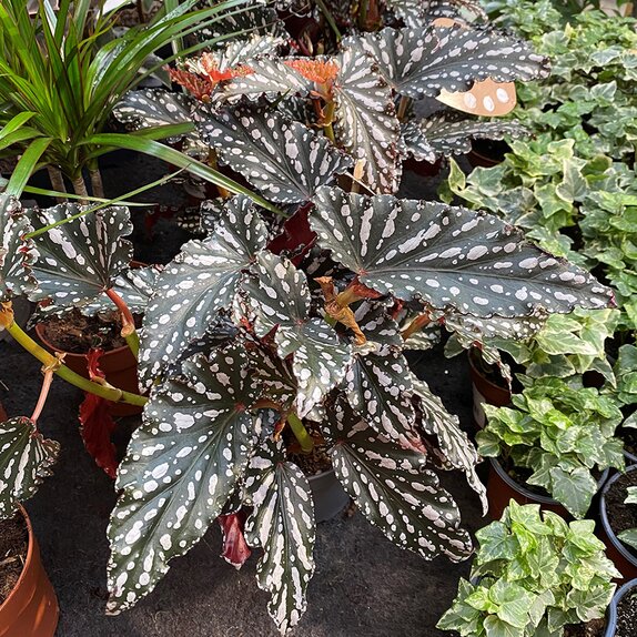 Begonia maculata 'Spotlight Dark'