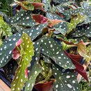 Begonia maculata 'Wightii' - image 1