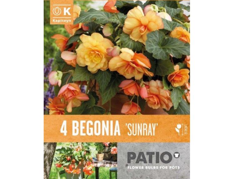 Begonia Patio Cascade Sunray