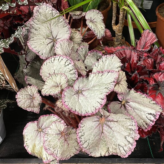 Begonia rex 'Hawaiian Silver'