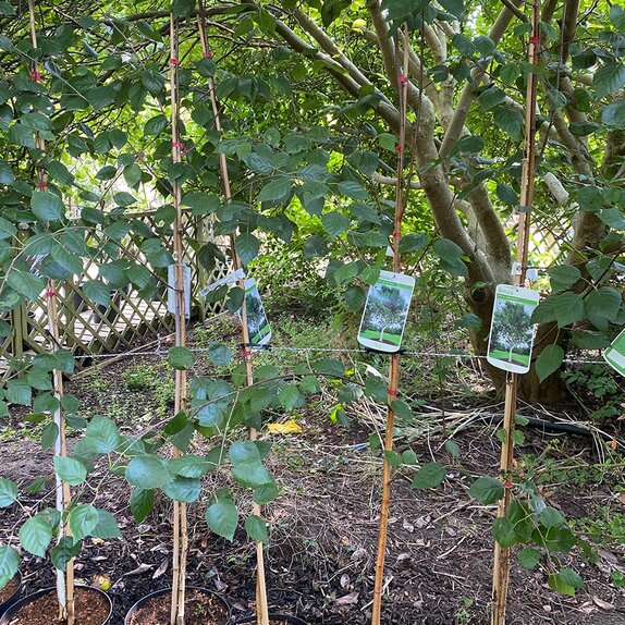 Betula Jacquemontii 'Himalayan Birch'