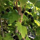 Blackcurrant Ben Alder 3 litre pot