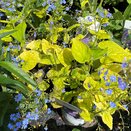 Brunnera Dianas Gold