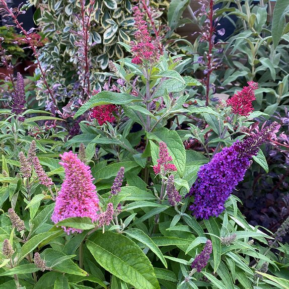 Buddleja davidii 'Butterfly Candy'® Trio