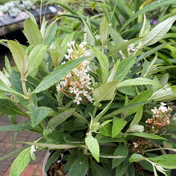 Buddleja Little Candy White