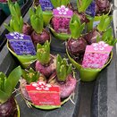 Bulb Pot 3 Hyacinthus orie. 'Pearl' mix 