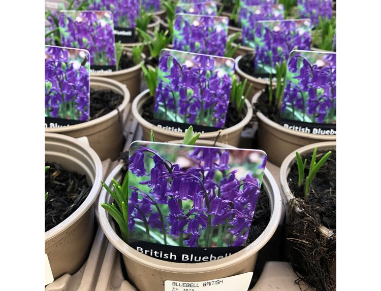 Bulb Pot British Bluebell