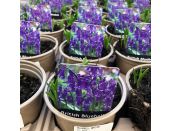 Bulb Pot British Bluebell