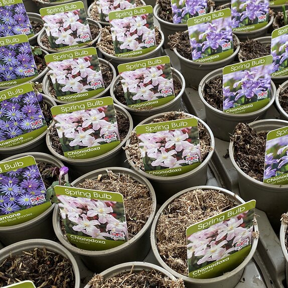 Bulb Pot Chionodoxa Pink Giant 9cm pot