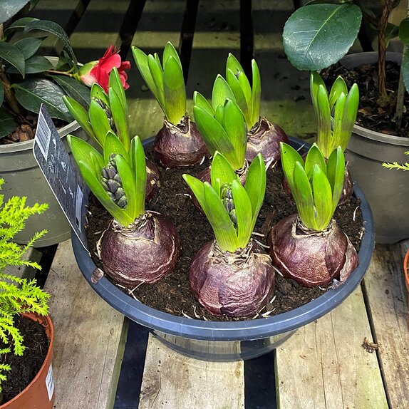 Bulb Pot Hyacinthus bowl 'Blue Star'