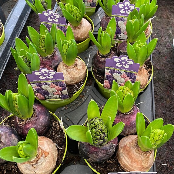 Bulb Pot Hyacinthus orie. Festival mix