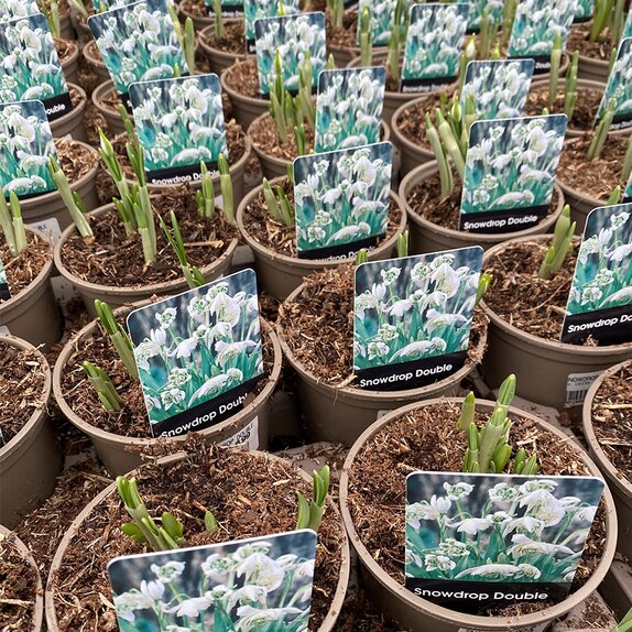 Bulb Pot Snowdrop Double