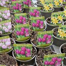 Bulb Pot Tulip Purple Prince 9cm pot