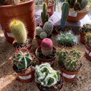 Cacti mixed selection