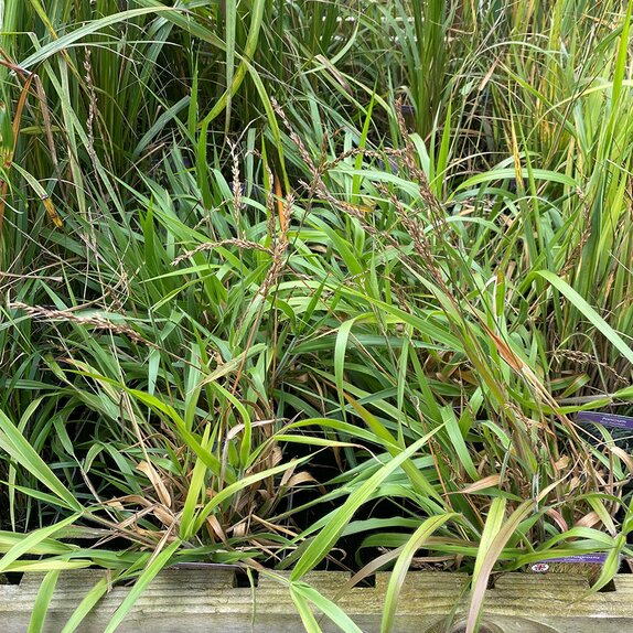 Calamagrostis Cheju-Do