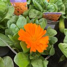 Calendula Fiesta Orange 1 litre pot - image 1