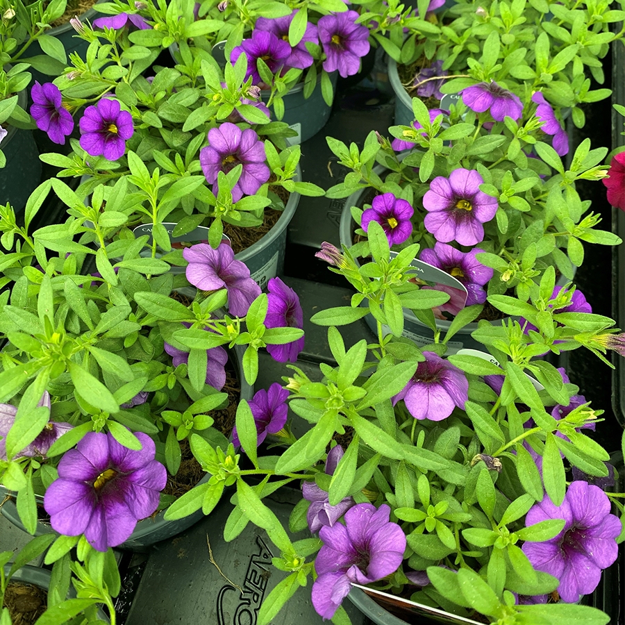 Calibrachoa Bloomtastic Purple 1 litre pot - Knights Garden Centres