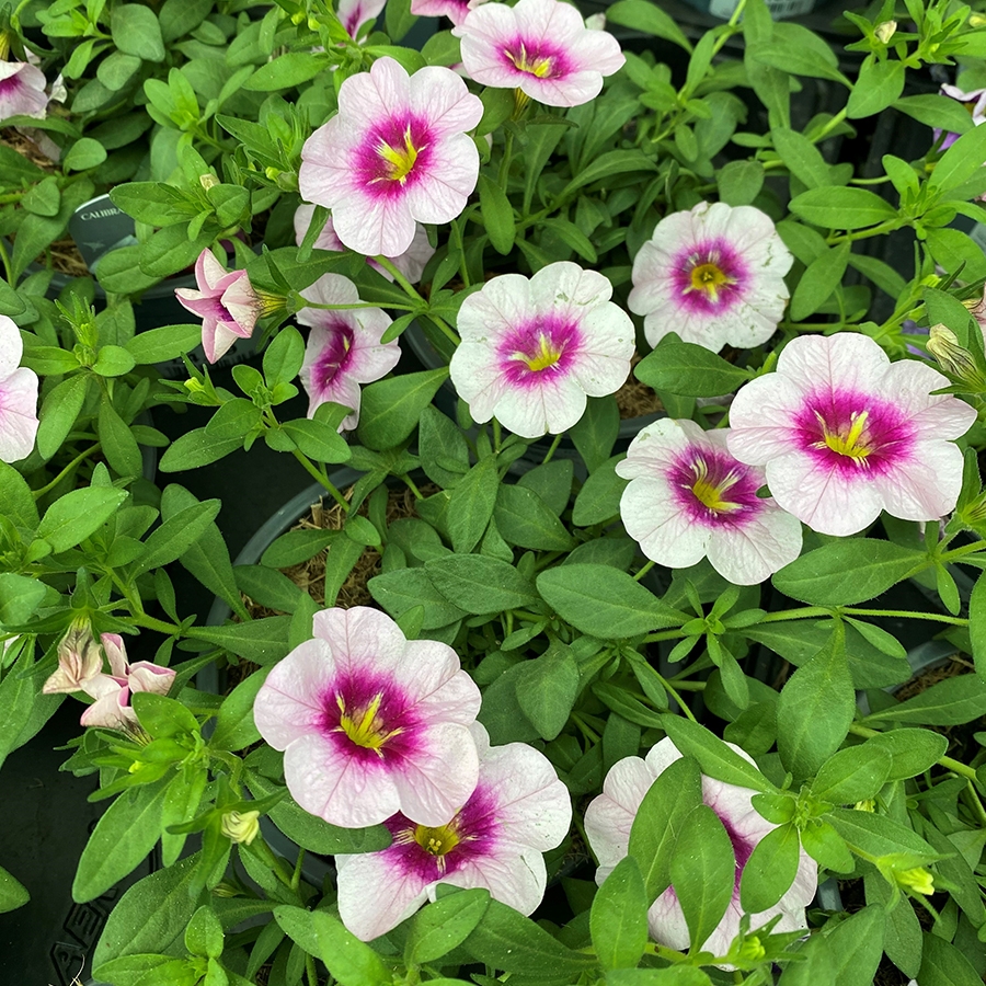 Calibrachoa Bloomtastic Rose Quartz 1 Litre Pot - Knights Garden Centres