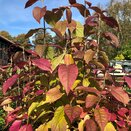 Callicarpa bodinieri 'Profusion' 3 litre pot - image 2