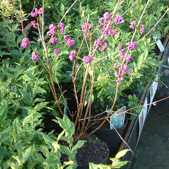 Callicarpa bodinieri 'Profusion' 3 litre pot - image 3