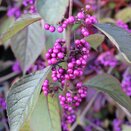 Callicarpa bodinieri 'Profusion' 3 litre pot - image 1