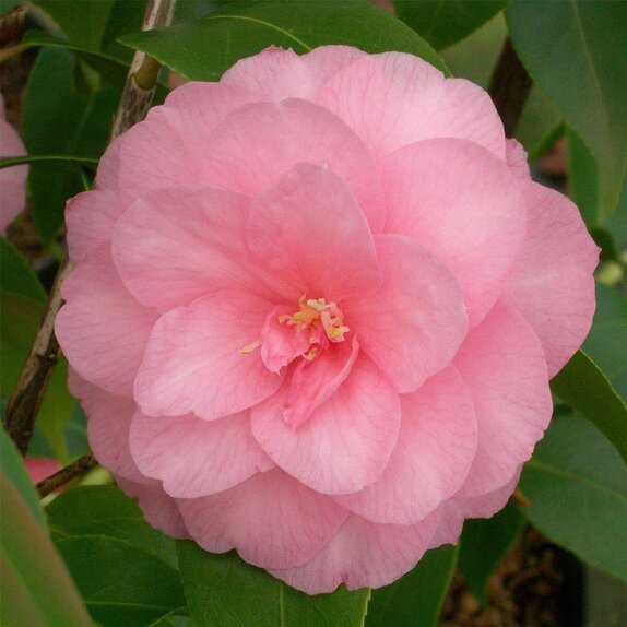 Camellia hybrida Spring Festival