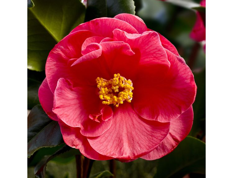 Camellia japonica Dr King