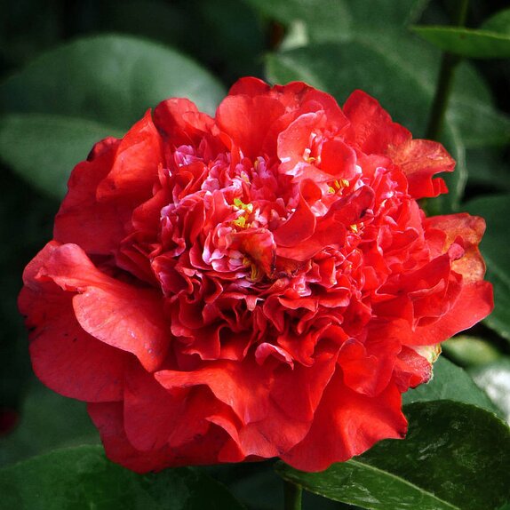 Camellia japonica Ruby Wedding