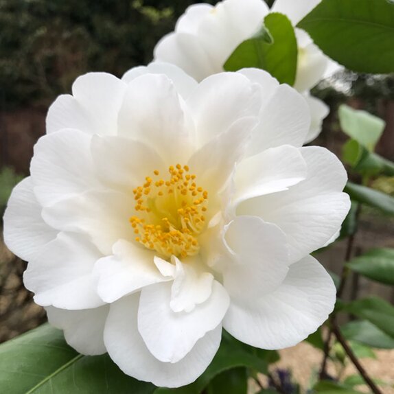 Camellia japonica Silver Anniversary