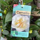 Camellia japonica Swan Lake