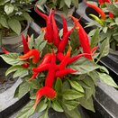 Capsicum annuum 'Joker'  - image 2